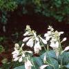 Hosta sieboldiana, habit