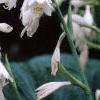 Hosta sieboldiana, flowers