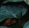 Hosta sieboldiana, flowers