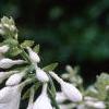 Hosta sieboldiana, flowers