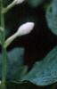 Hosta sieboldiana, flowers