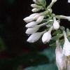 Hosta sieboldiana, flowers