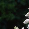 Hosta sieboldiana, flowers