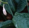 Hosta sieboldiana, flowers