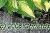 Hosta 'Sitting Pretty', habit