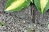 Hosta 'Sitting Pretty', habit