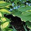 Hosta 'Sitting Pretty', habit