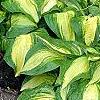 Hosta 'Sitting Pretty', habit