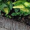 Hosta 'Sitting Pretty', habit
