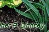 Hosta 'Sitting Pretty', habit