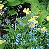 Hosta 'Sitting Pretty', habit