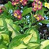 Hosta 'Sitting Pretty', habit