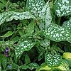 Hosta 'Sitting Pretty', habit
