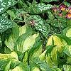 Hosta 'Sitting Pretty', habit
