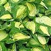 Hosta 'Sitting Pretty', habit
