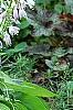Hosta 'Sun Power', flowers
