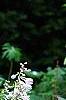 Hosta 'Sun Power', flowers