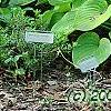 Hosta 'Sun Power', flowers