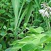 Hosta 'Sun Power', flowers