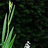 Hosta 'Sun Power', flowers