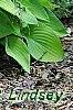 Hosta 'Sun Power', flowers