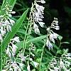 Hosta 'Sun Power', flowers