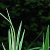 Hosta 'Sun Power', flowers