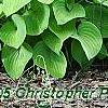 Hosta 'Sun Power', flowers