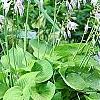 Hosta 'Sun Power', flowers