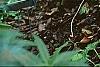 Hosta 'So Sweet', habit