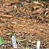 Hosta 'So Sweet', habit