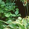 Hosta 'So Sweet', habit