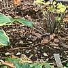 Hosta 'So Sweet', habit