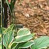Hosta 'So Sweet', habit