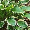 Hosta 'So Sweet', habit