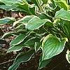 Hosta 'So Sweet', habit