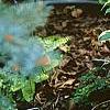 Hosta 'So Sweet', habit