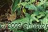 Hosta 'So Sweet', habit