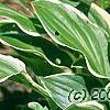 Hosta 'So Sweet', flowers