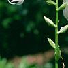 Hosta 'So Sweet', flowers