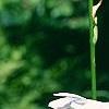 Hosta 'So Sweet', flowers