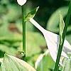 Hosta 'So Sweet', flowers