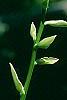 Hosta 'So Sweet', flowers