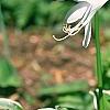 Hosta 'So Sweet', flowers
