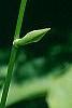 Hosta 'So Sweet', flowers