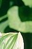 Hosta 'So Sweet', flowers