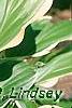 Hosta 'So Sweet', flowers