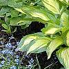 Hosta 'Sea Thunder', habit