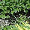 Hosta 'Sea Thunder', habit