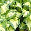 Hosta 'Sea Thunder', habit
